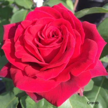 Rosa hybride de thé moderne Perugino® Oralipar - 