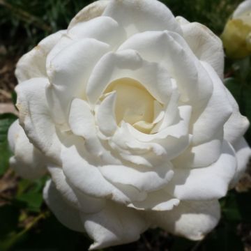 Rosal Anne de Kiev