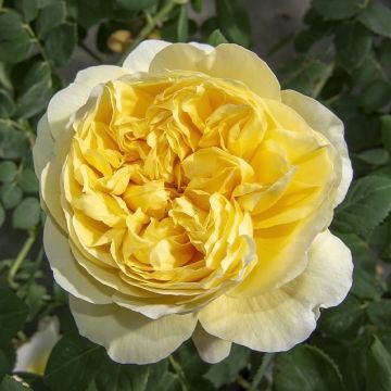 Rosal Rose de Bretagne Adareflixa