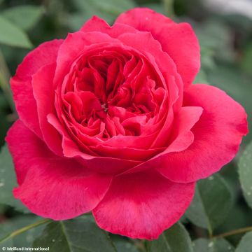 Rosal Ruban Rouge