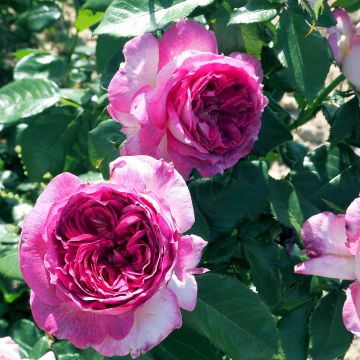 Rosal Thierry Marx
