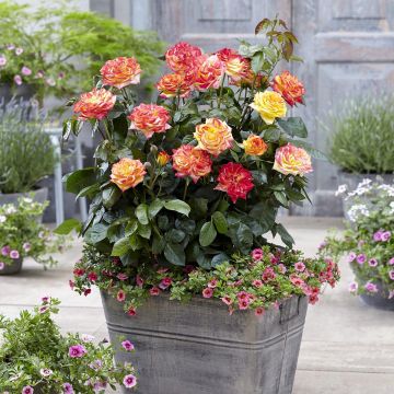 Rosal Twister Select