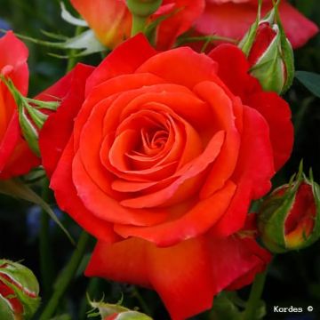 Rosa  Vulcano® 'KORcolipas' - Rose, Wild Rose, Dog Rose