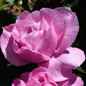 Rosal Womanity
