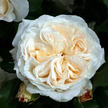 Rosal Kosmos - Rosal arbustivo