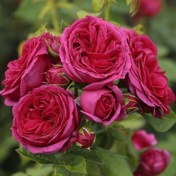 Rosal Sophie Luise