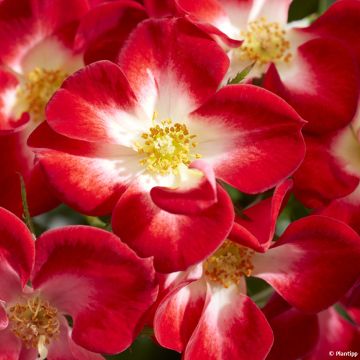 Rosal Everglow Ruby