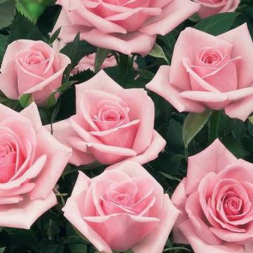Rosal Birthday Rose Bio - Rosal con pétalos comestibles