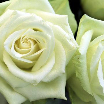 Rosal Tiramisu Bio - Rosal con pétalos comestibles