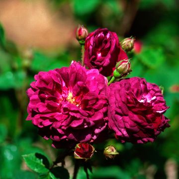 Rosal gallica Cardinal de Richelieu
