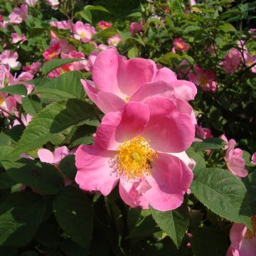 Rosal gallica Complicata - Rosal de Castilla