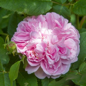Rosal Portland Jacques Cartier