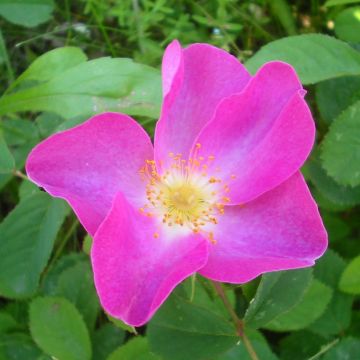 Rosa gallica  - French Rose, Gallic Rose, Provins Rose