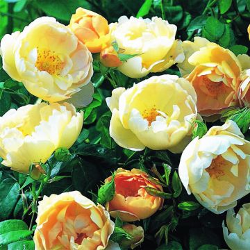 Rosal Coniston