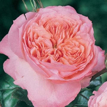 Rosal English Legend Rose de Cornouaille
