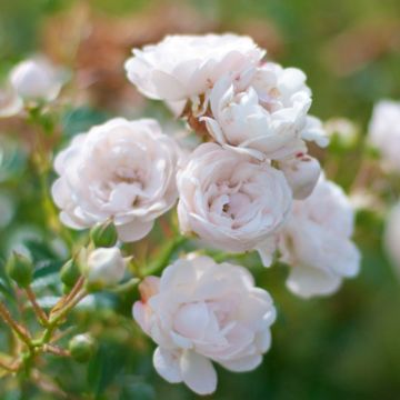 Rosa x polyantha Crystal Fairy® - Polyantha Rose, Polyantha.