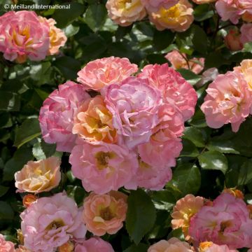 Rosier couvre-sol Peach Drift