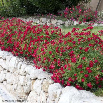 Rosier couvre-sol Red Drift