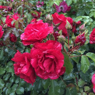 Rosal Rigo Rotilia - Rosal tapizante