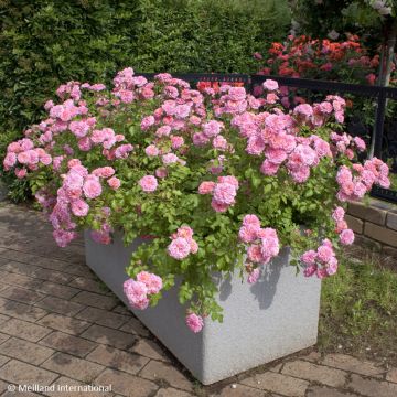 Rosier couvre-sol Sweet Drift