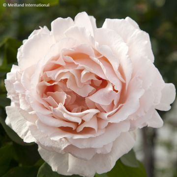 Rosier grimpant André Le Nôtre