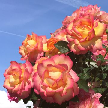 Rosal Boheme - Rosal trepador