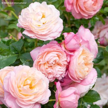 Rosa  David Hockney® Meibritty - Rose