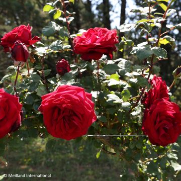 Rosier grimpant Edith Piaf