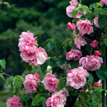 Rosal Mme Gregoire Staechelin - Rosal trepador