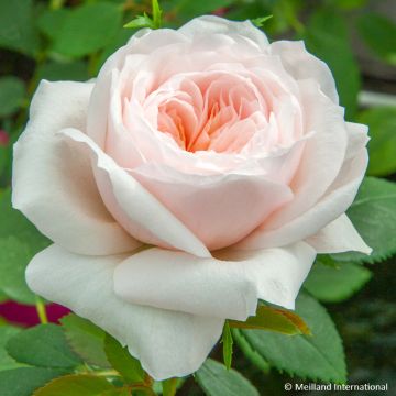 Rosier grimpant Sabrina