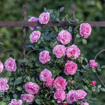 Rosal Starlet Rose Eva - Rosal trepador