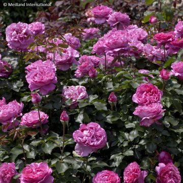 Rosier grimpant Yves Piaget
