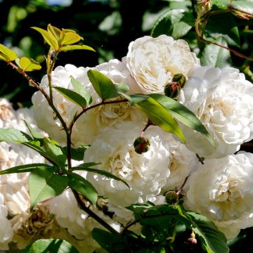 Rosal Felicité et Perpétue - Rosal liana
