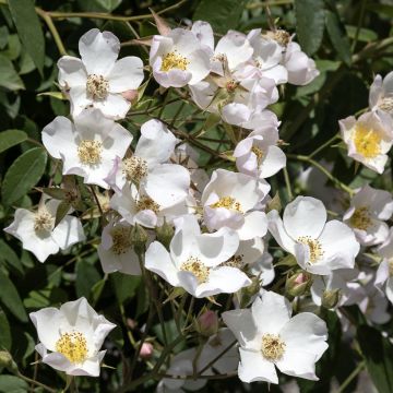 Rosal filipes Kiftsgate - Rosal liana