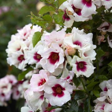 Rosa x persica Aria Babylon Eyes® 'IPB1265-16' - Persian Rose, Hulthemia, Persian Yellow Rose