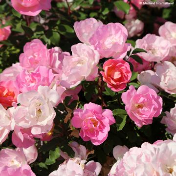 Rosal Meillandecor Pink Chantilly Meilevire