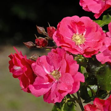 Rosal PATIO ROSE Xenia