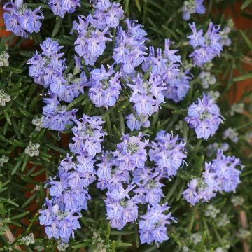 Romero Corsican Blue
