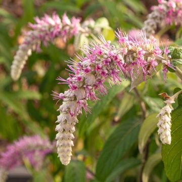 Rostrinucula dependens  - Weeping buddleia, Weeping butterfly bush