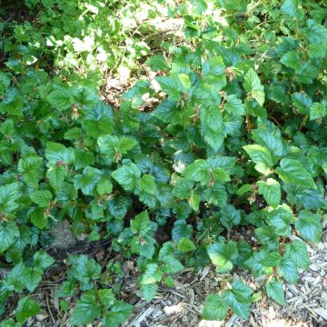 Rubus tricolor Betty Ashburner - Zarza