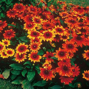 Rudbeckia hirta Autumn Colors