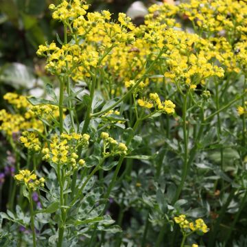 Ruda Jackman's blue - Ruta graveolens