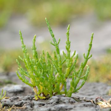 Salicornia - Salicornia europaea