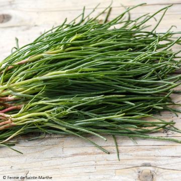 Alga de tierra - Salsola komarovii