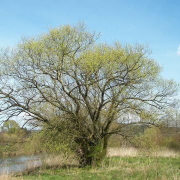 Salix alba - Sauce blanco
