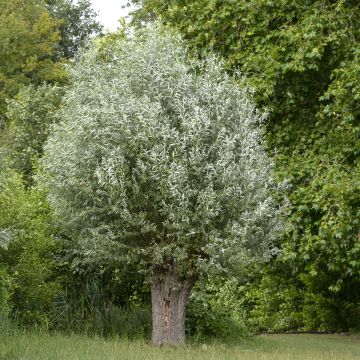 Salix alba Liempde - Sauce blanco