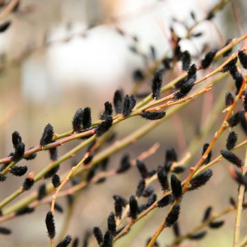 Salix gracilistyla Melanostachys - Sauce
