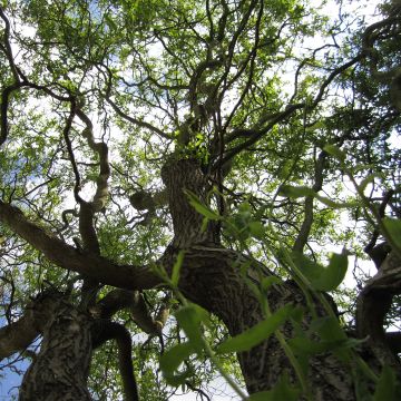 Salix matsudana Tortuosa - Sauce llorón