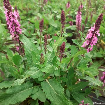 Salvia nemorosa 'Dosalmiro' MIDNIGHT ROSE (MIDNIGHT series) - Wood Sage, Balkan Clary, Meadow Sage