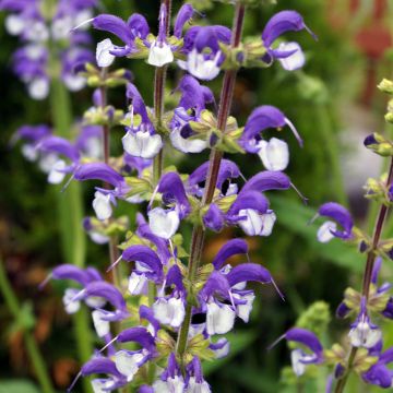 Salvia pratensis Madeline - Salvia de prados
